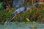 Great Blue Heron Taking Flight